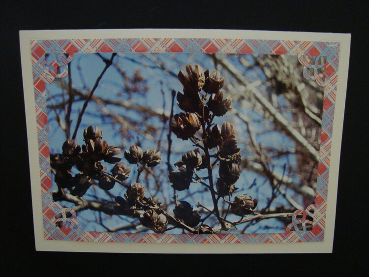 Photo Card -- Crepe Myrtle Seed Pods