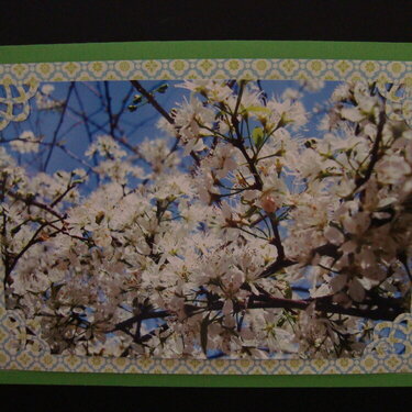 Photo Card -- White Flowers