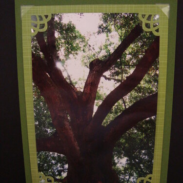 Photo Card -- Sunlight through Oak Tree