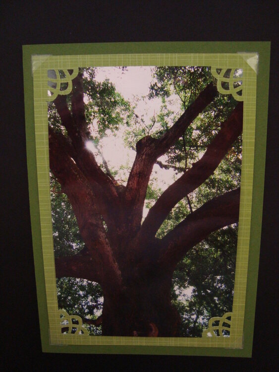 Photo Card -- Sunlight through Oak Tree