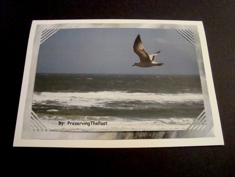 Photo Card -- Sea Gull