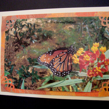 Photo Card -- Butterfly on Milkweed