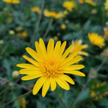 Yellow Beauty