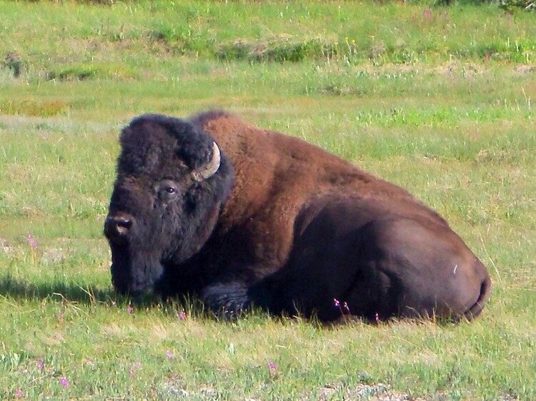 The Buffalo