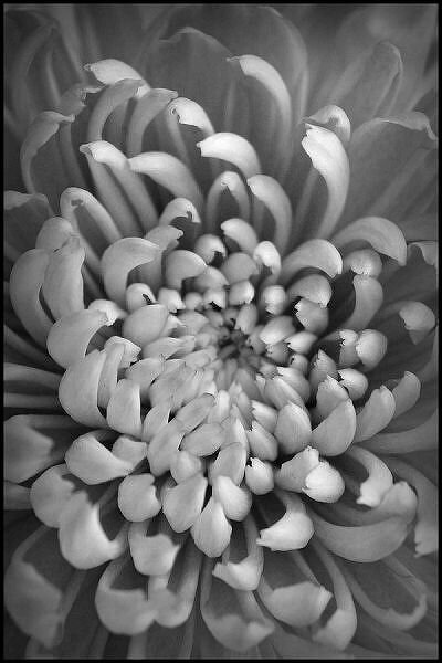 Black and White Macro for Class