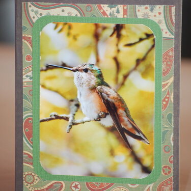 Hummingbird card