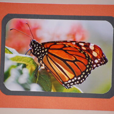 Monarch Butterfly card