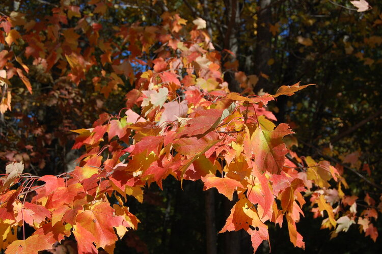 Triangle of foliage