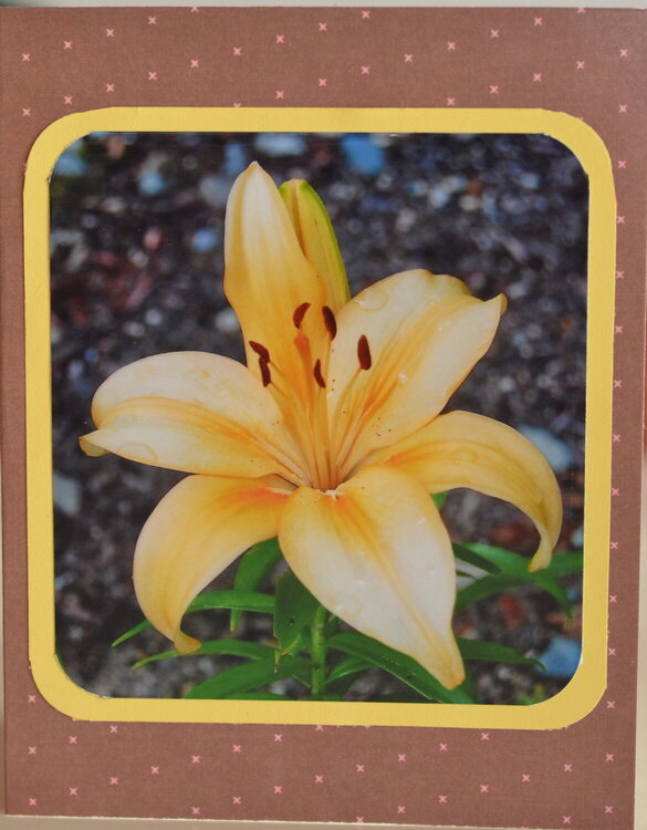 Orange flower card
