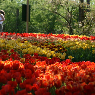 Tulips