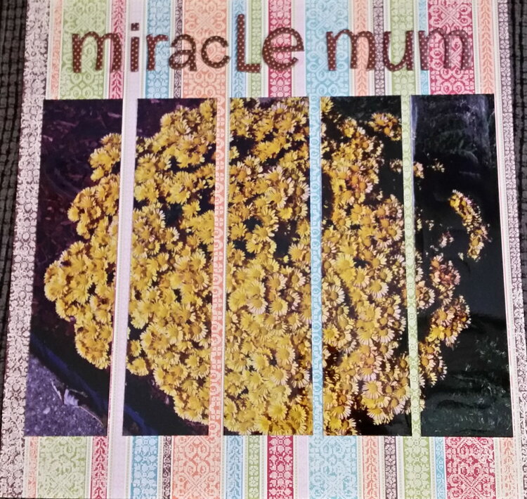 Miracle Mum