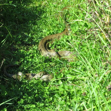 Snake in the grass 2