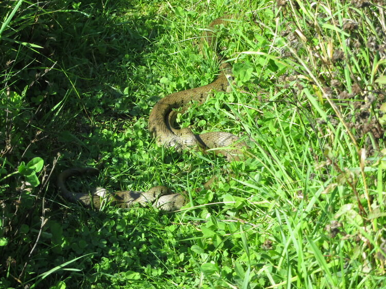 Snake in the grass 2