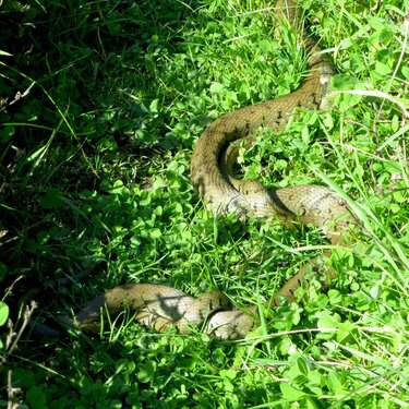 Snake in the grass 1