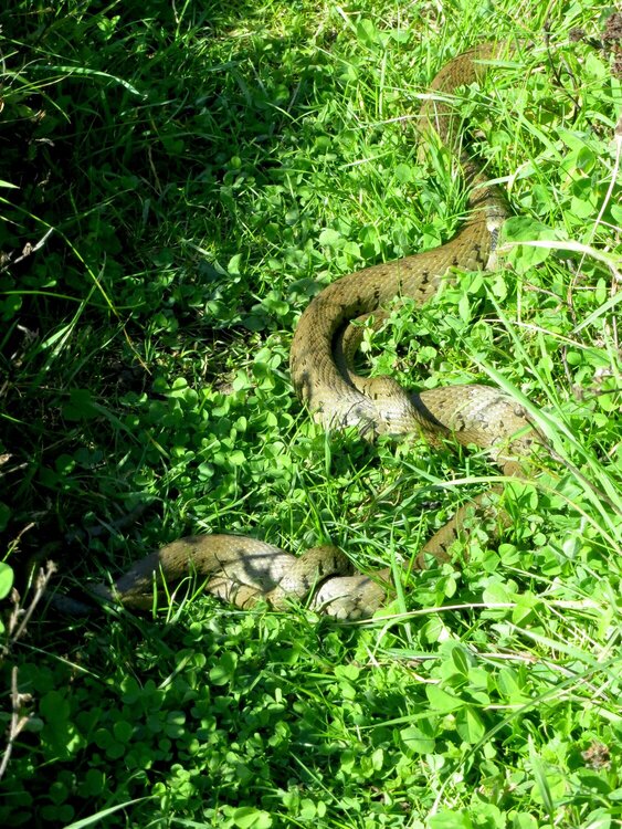 Snake in the grass 1