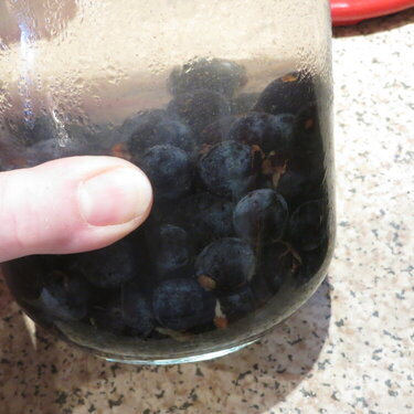 Sloes in the preserving jar with gin and sugar