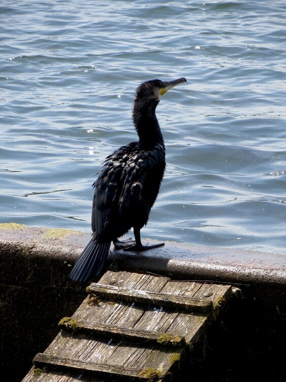 Cormorant