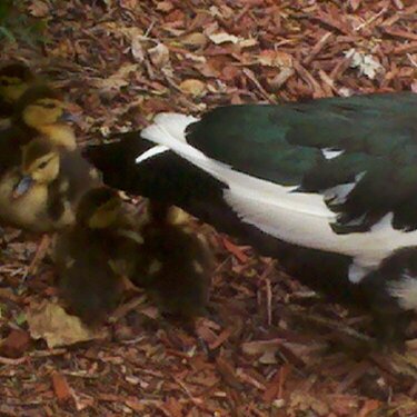 Mama duck and her babies