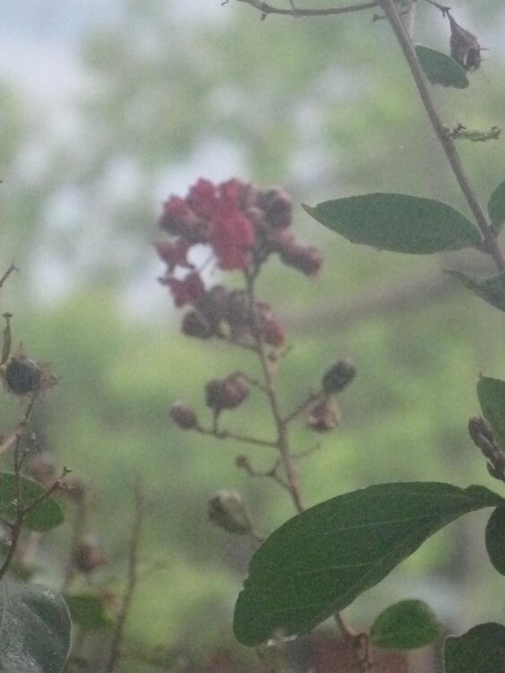 CRAPE MYRTLE #1