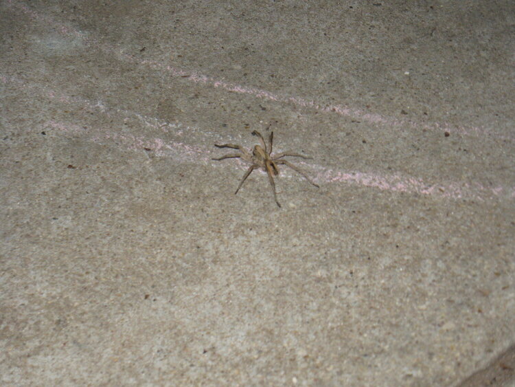 Wolf Spider