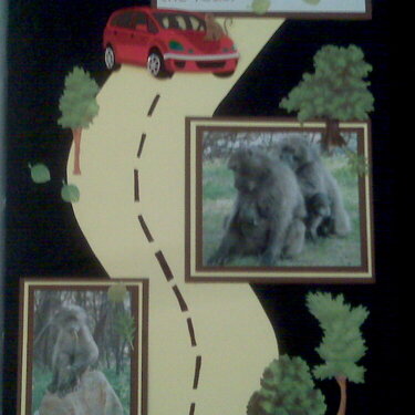 Baboons on the road