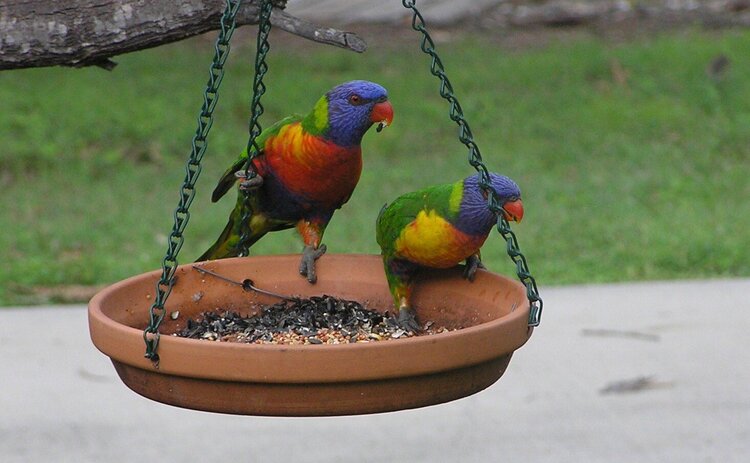Rainbow Lorakeets at our bird feeder