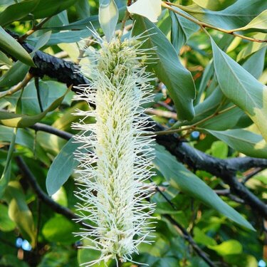 Hakea saligna flower (Australian native)