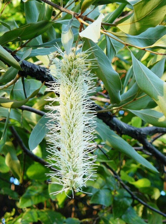 Hakea saligna flower (Australian native)