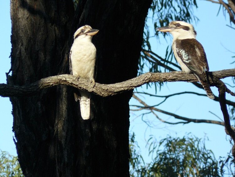 Kookaburras anouncing their claim to the territory