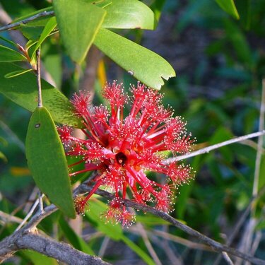 Agonis flexuosa - Aust. native plant