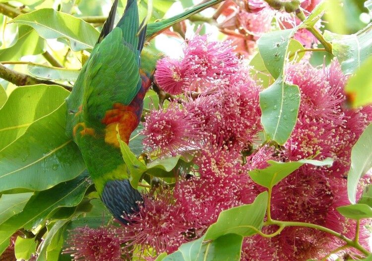 Rainbow lorakeet on swamp bloodwood flower