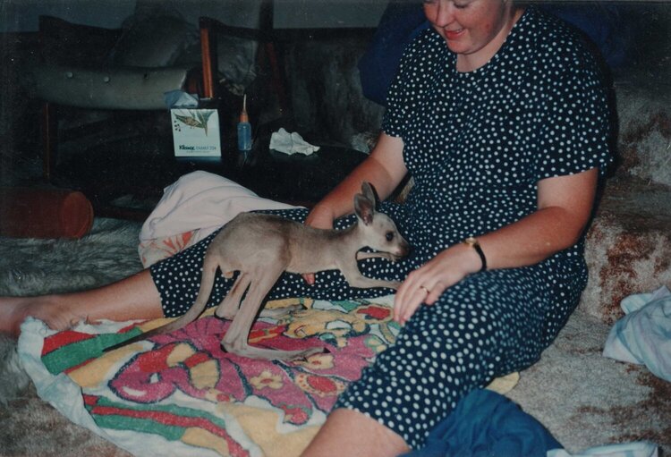 My first grey kangaroo orphan &quot;Hammond&quot;