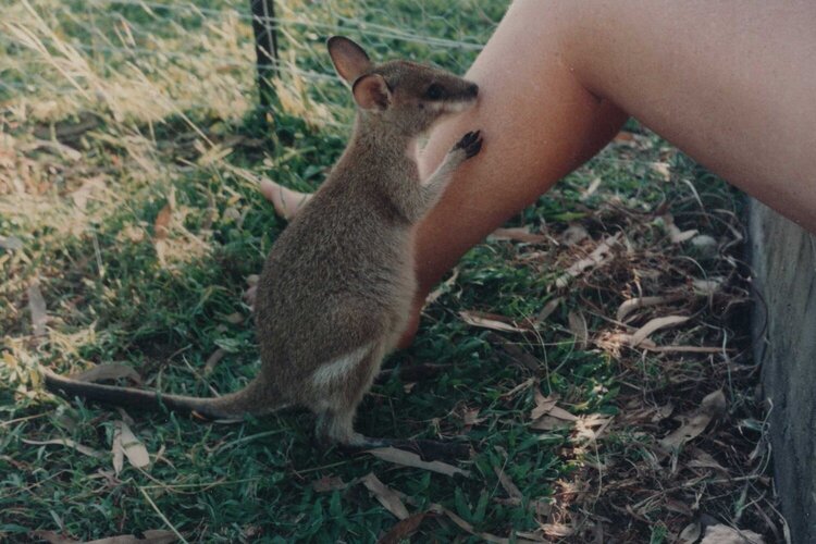 Agile wallaby