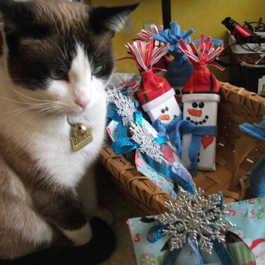 Xmas gifts and my cute Kuka ( Cookie ).