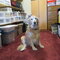 Bailey, my cropping companion, in the room's closet.