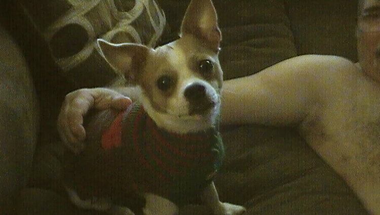 Give a dog a bone sweater