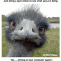 funny ostrich pix