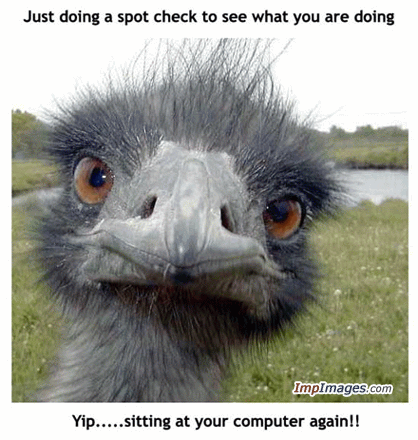 funny ostrich pix