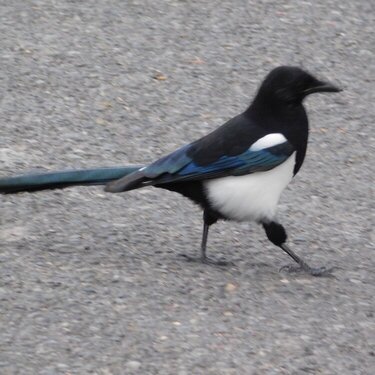 LK A strutting Black-Billed Magpie