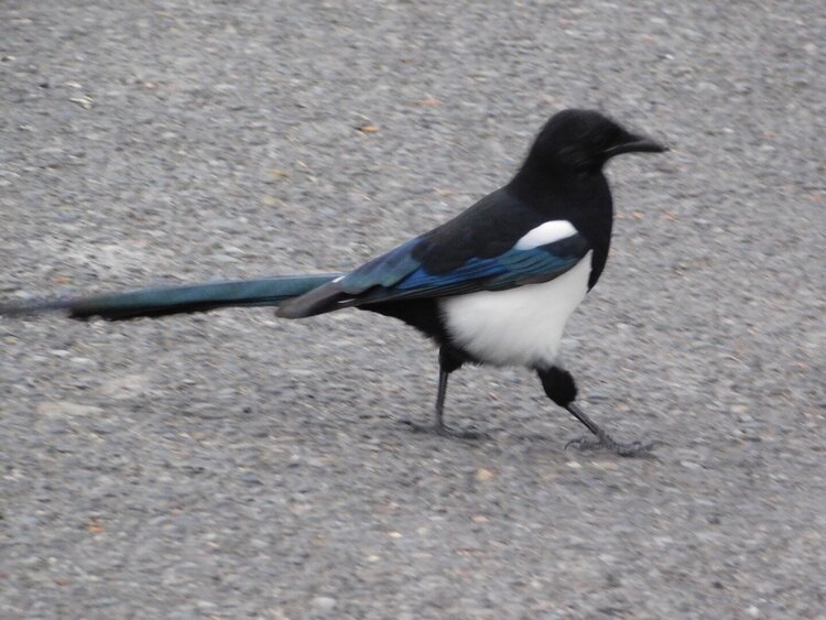 LK A strutting Black-Billed Magpie