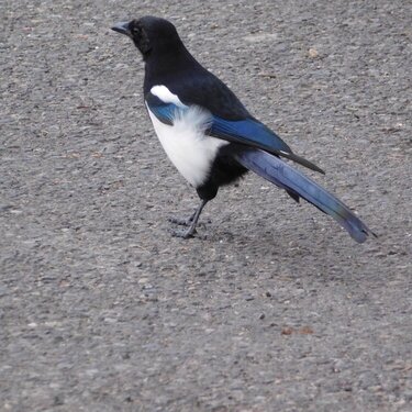 LK This is a Black-Billed Magpie