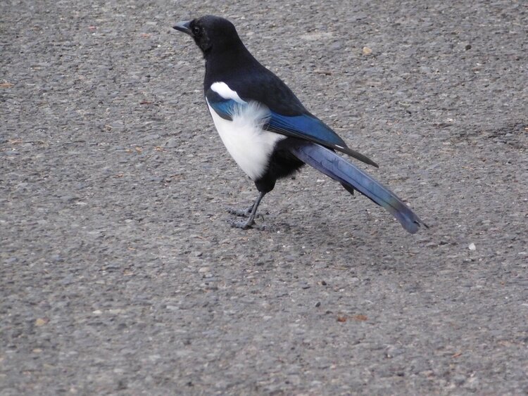 LK This is a Black-Billed Magpie