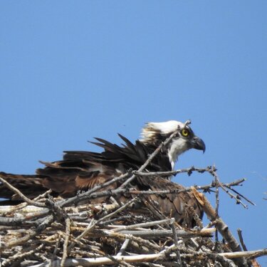 A young Bald Eagle in it&#039;s nest