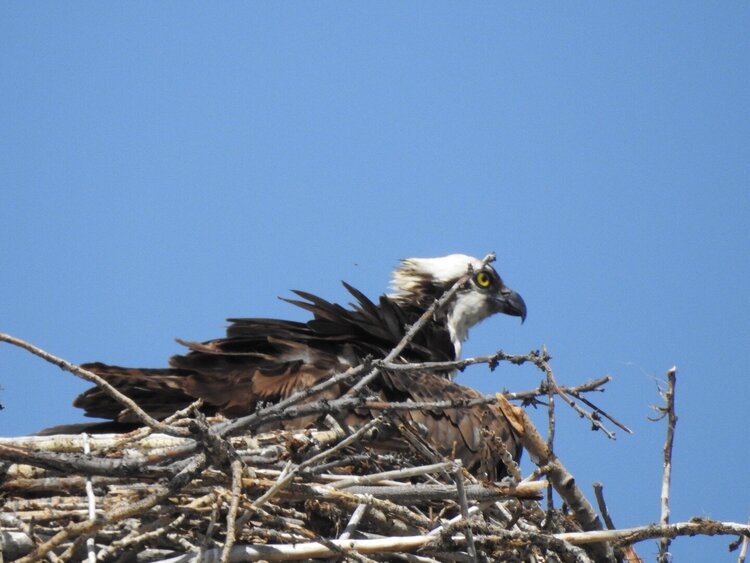 A young Bald Eagle in it&#039;s nest