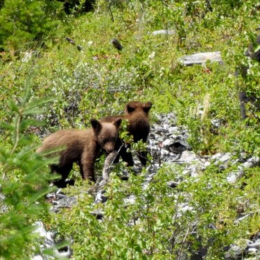 Two of several bear cubs at East Glacier National Park