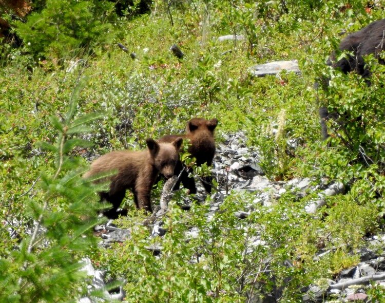 Two of several bear cubs at East Glacier National Park