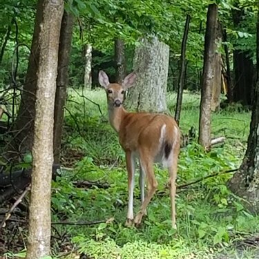 A deer in Blackwater Falls State Park WV