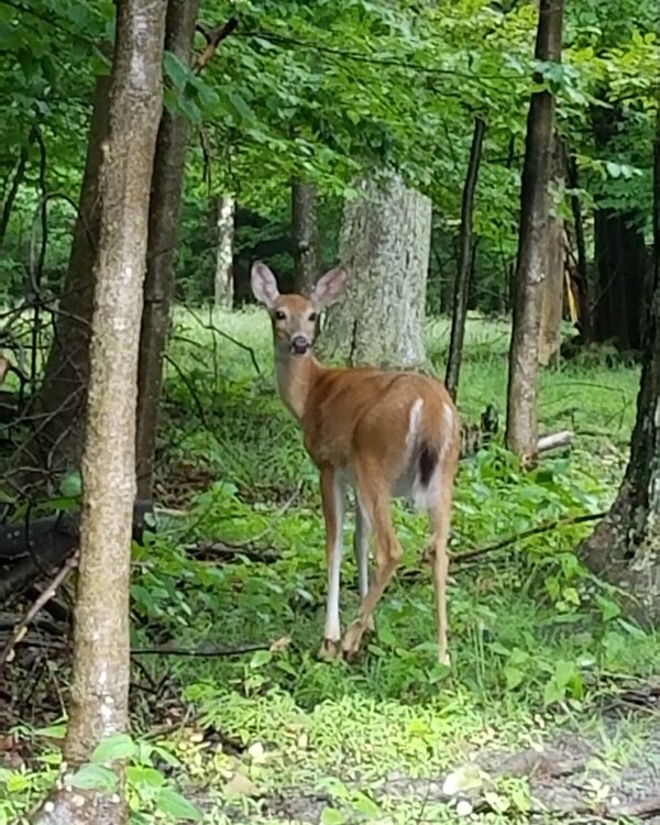 A deer in Blackwater Falls State Park WV