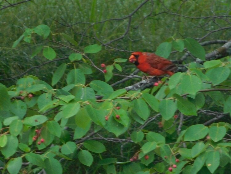 Beautiful Red Cardinal!