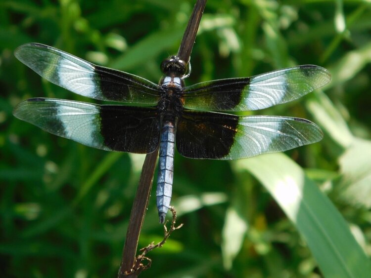 Dragonfly with translucent, white and black wings